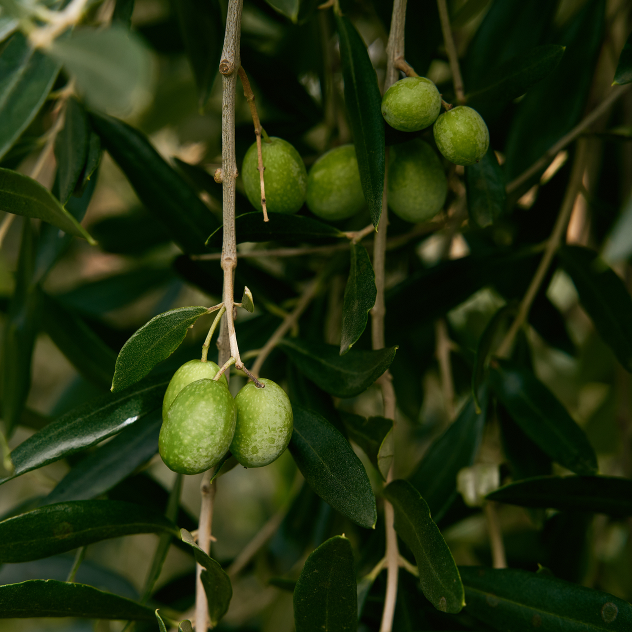 Novello Extra Vierge Olijfolie 2025/2026 - Eerste oogst - 500ml